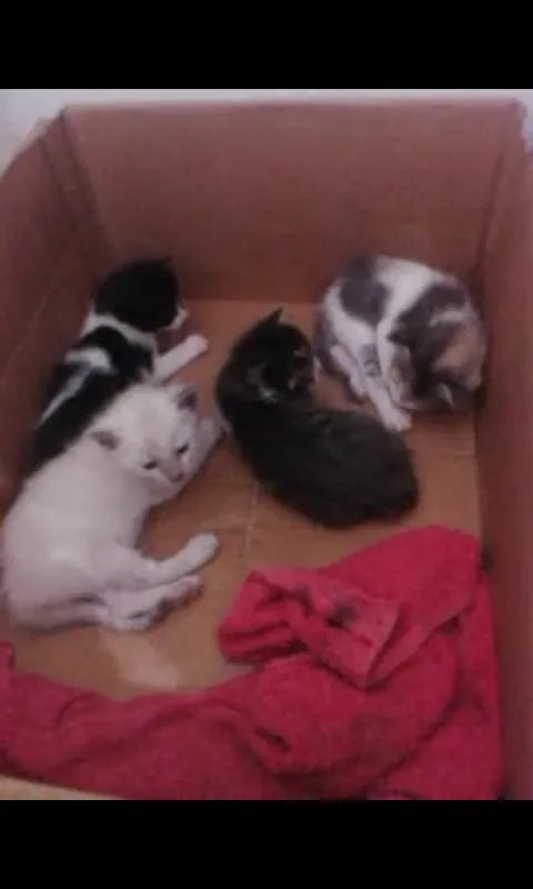 Gato raça MESTIÇOS idade Abaixo de 2 meses nome Sem nomes