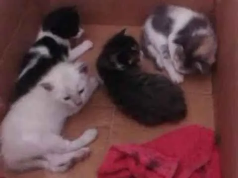 Gato raça MESTIÇOS idade Abaixo de 2 meses nome Sem nomes