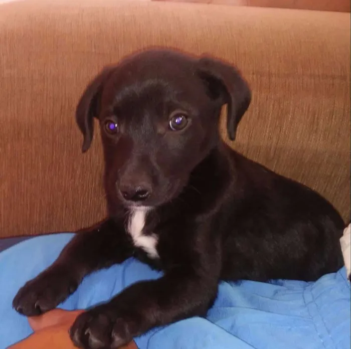 Cachorro ra a Vira lata idade 2 a 6 meses nome Google