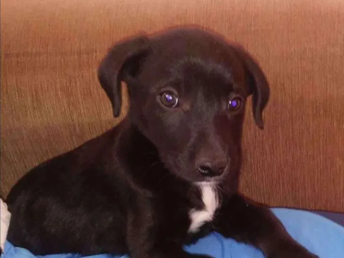 Cachorro ra a Vira lata idade 2 a 6 meses nome Google