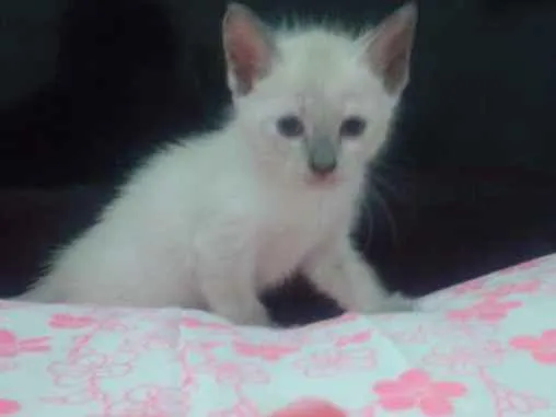 Gato raça MESTIÇOS idade Abaixo de 2 meses nome Sem nomes