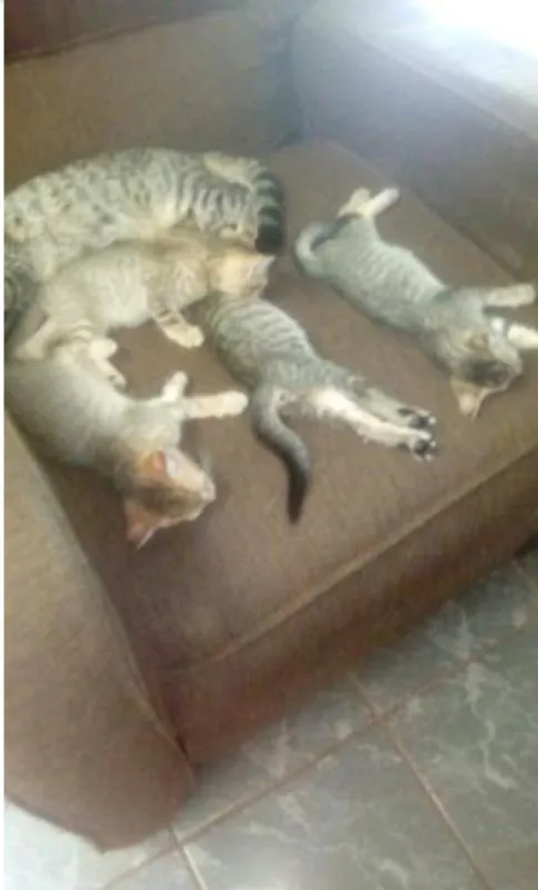 Gato ra a  idade 2 a 6 meses nome Gatinhas