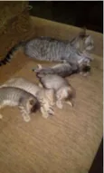 Gatinhas