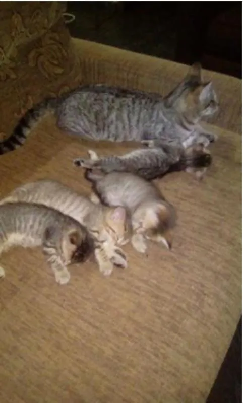 Gato ra a  idade 2 a 6 meses nome Gatinhas