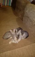 Gatinhas