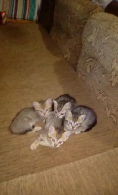 Gato ra a  idade 2 a 6 meses nome Gatinhas