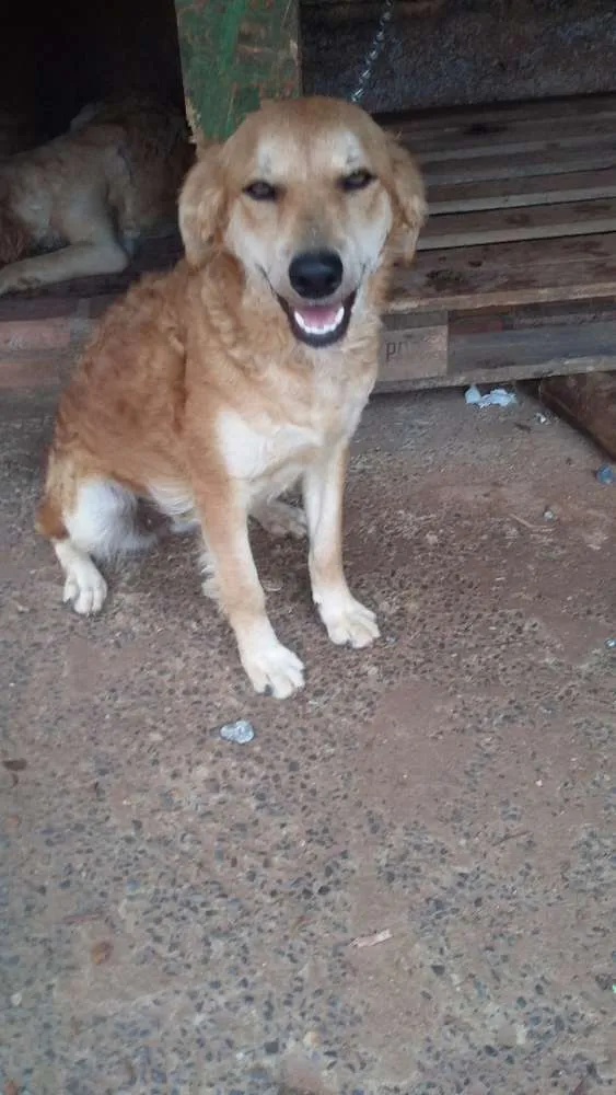 Cachorro raça Srd  idade 7 a 11 meses nome Nayla