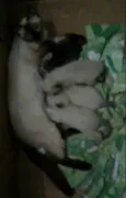 Quatro filhotinhos