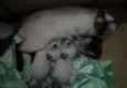 Quatro filhotinhos