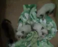 Quatro filhotinhos