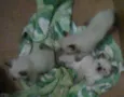 Quatro filhotinhos