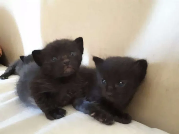 Gato ra a  idade Abaixo de 2 meses nome pingado