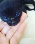 pingado