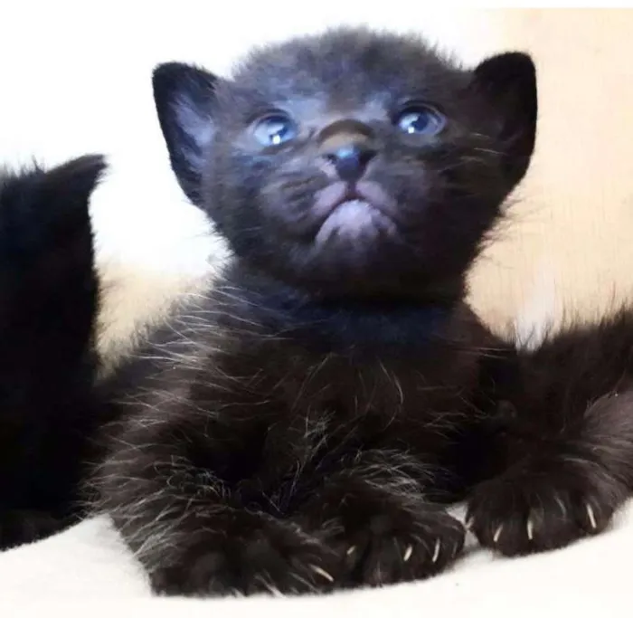 Gato ra a  idade Abaixo de 2 meses nome pingado