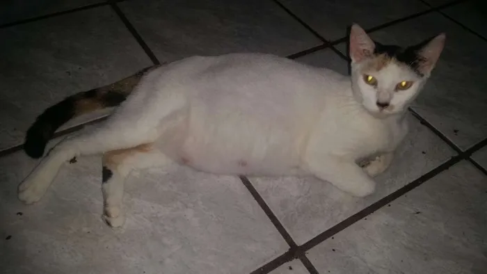 Gato ra a Não sei idade  nome Nina