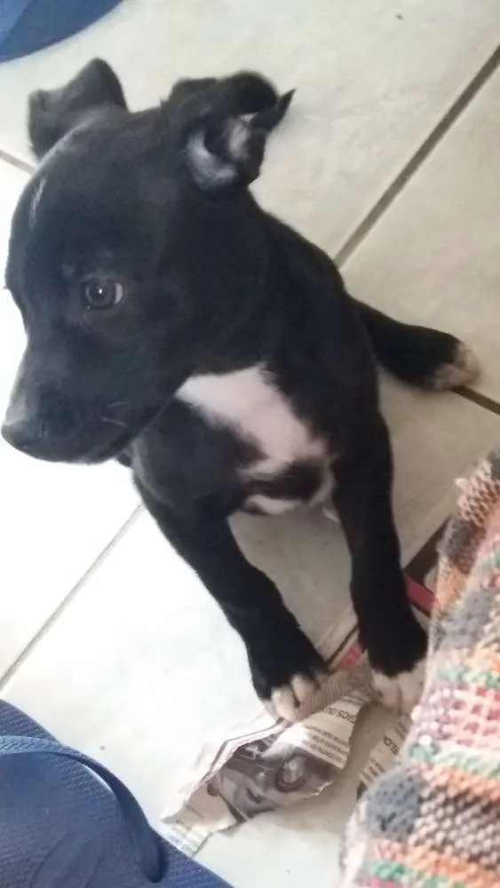 Cachorro ra a Não sei idade 2 a 6 meses nome Nauê
