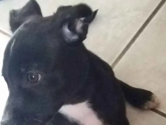 Cachorro ra a Não sei idade 2 a 6 meses nome Nauê