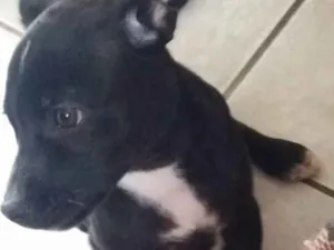 Cachorro raça Não sei idade 2 a 6 meses nome Nauê