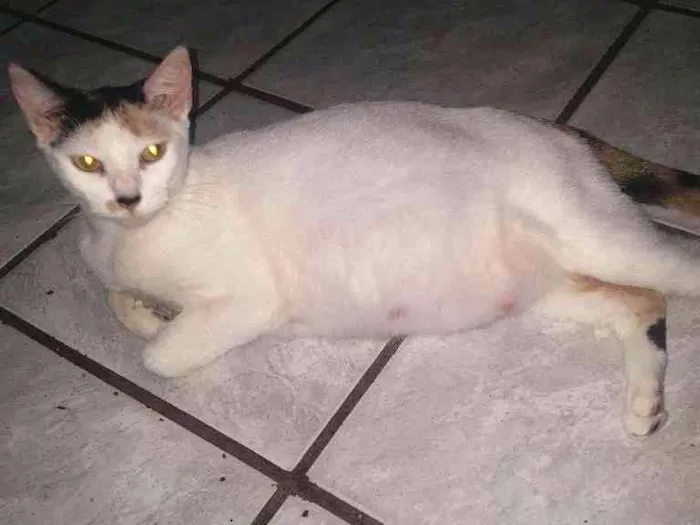 Gato ra a Não sei idade  nome Nina