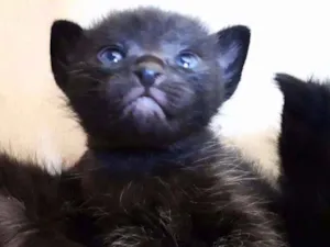 Gato raça  idade Abaixo de 2 meses nome pingado