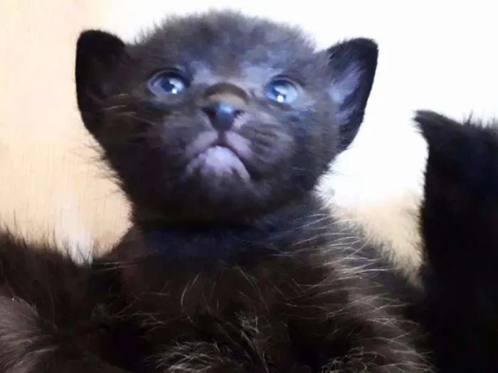 Gato ra a  idade Abaixo de 2 meses nome pingado