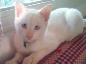 Gato raça  idade 2 a 6 meses nome Vários gatinhos