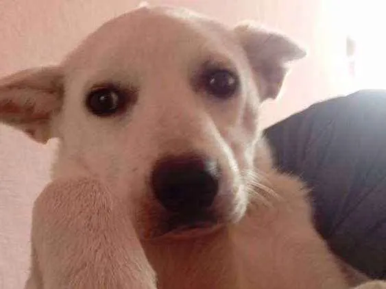 Cachorro ra a Indefinida idade 2 a 6 meses nome Snoop