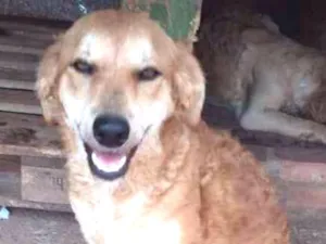 Cachorro raça Srd  idade 7 a 11 meses nome Nayla