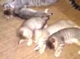 Gatinhas