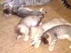Gato raça  idade 2 a 6 meses nome Gatinhas