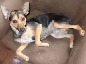 Cachorro raça Pinscher Misturado idade 7 a 11 meses nome Nick