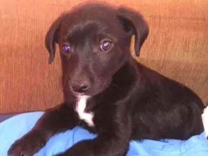 Cachorro raça Vira lata idade 2 a 6 meses nome Google