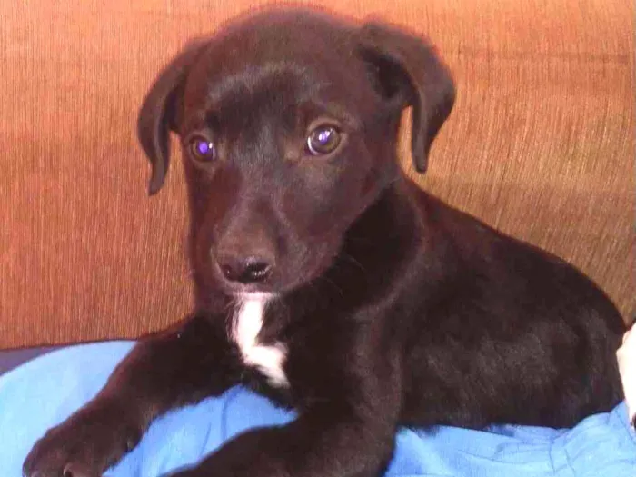 Cachorro ra a Vira lata idade 2 a 6 meses nome Google