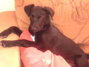 Cachorro raça Vira lata  idade 2 a 6 meses nome Meg