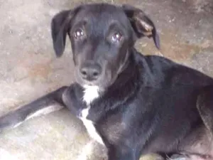 Cachorro raça Vira lata idade 2 a 6 meses nome Gorila