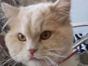 Gato raça Persa idade 2 a 6 meses nome Tigrão
