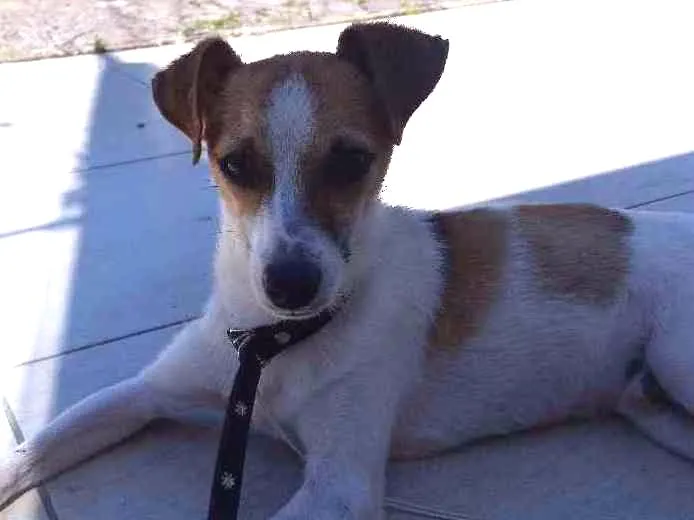 Cachorro ra a Mestiça  idade 7 a 11 meses nome Jorge