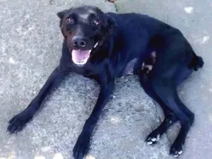Cachorro raça SRD idade 4 anos nome Linkin
