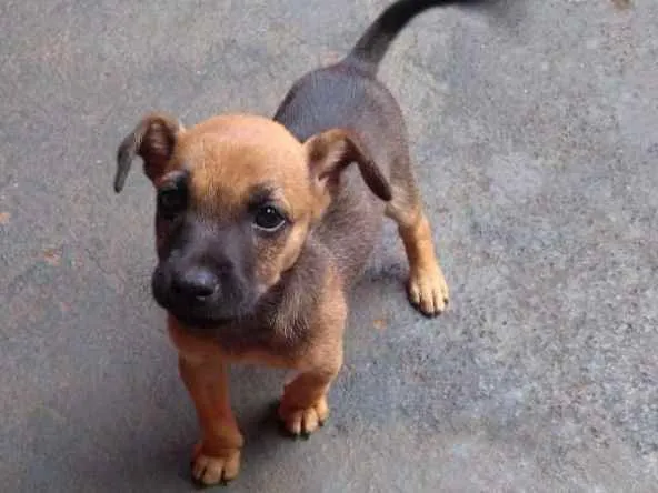 Cachorro ra a  idade 2 a 6 meses nome Bicão