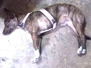 Cachorro raça Linguiça e vira lata idade 2 a 6 meses nome Sara Jane