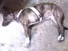 Cachorro raça Linguiça e vira lata idade 2 a 6 meses nome Sara Jane