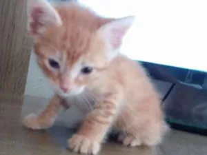 Gato raça Vira Lata idade Abaixo de 2 meses nome Pantufa