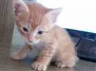 Gato raça Vira Lata idade Abaixo de 2 meses nome Pantufa