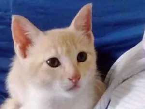 Gato raça Srd idade 2 a 6 meses nome Branquinho 