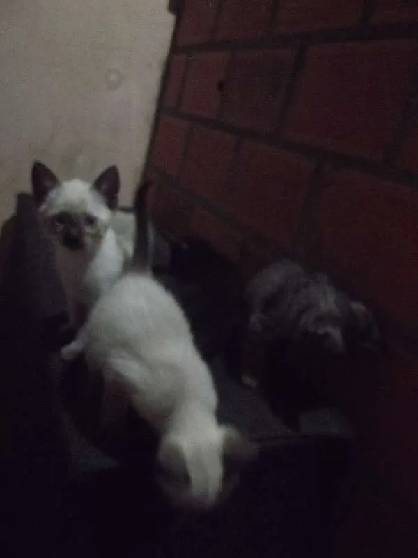 Gato ra a sem raça idade 2 a 6 meses nome neguinha, panda, nev