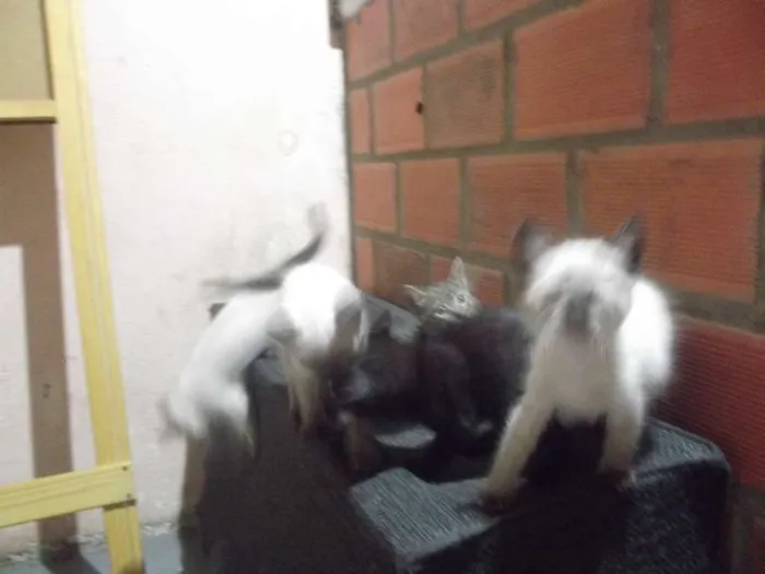 Gato ra a sem raça idade 2 a 6 meses nome neguinha, panda, nev