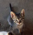 neguinha, panda, nev