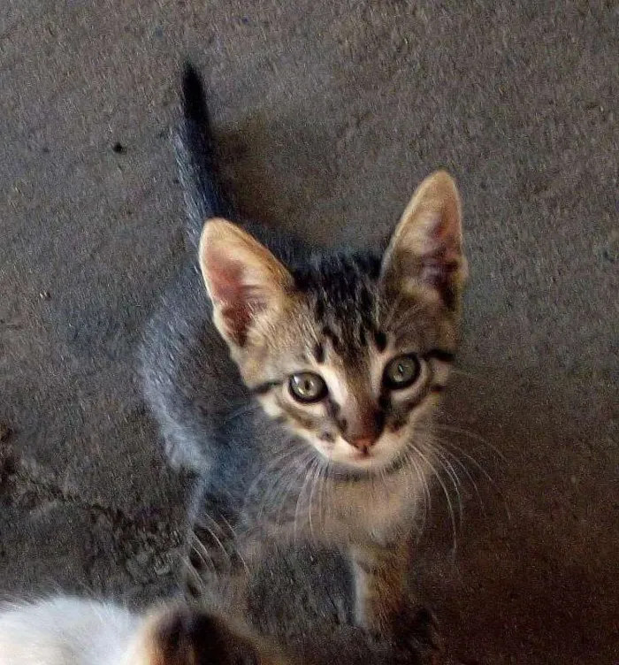 Gato ra a sem raça idade 2 a 6 meses nome neguinha, panda, nev