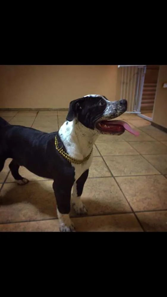 Cachorro ra a American Bully idade 2 a 6 meses nome Bummer