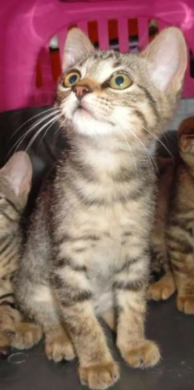 Gato ra a SRD idade 2 a 6 meses nome Maria Fricote